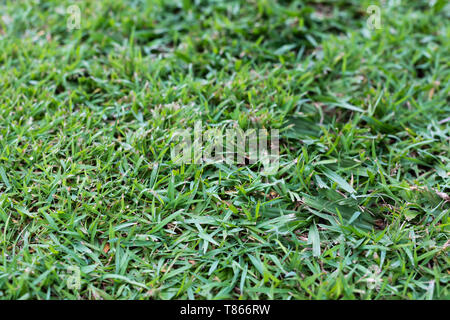 Close up of freshly cut/mown lawn, green soft blades of grass in soft afternoon sun Stock Photo