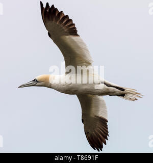 CAPE ST MARY'S ECOLOGICAL RESERVE, SAINT BRIDE'S, NEWFOUNDLAND, CANADA - August 14, 2018: Northern gannets at Cape St Mary's Ecological Reserve. Stock Photo