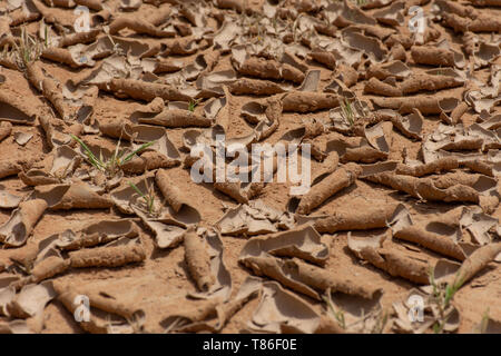 Dried up mud rolls up in the desert sand creating a textured design background. Stock Photo