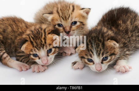 Small group of kittys isolated on white background Stock Photo
