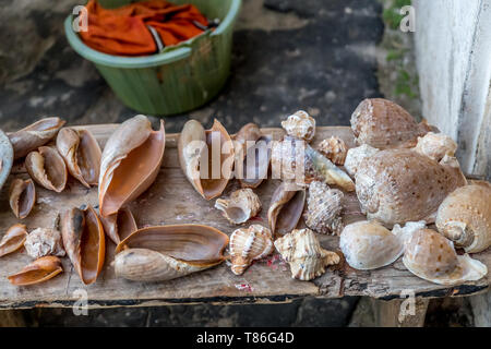 Sea shells from a beach in Cape Coast, Ghana Stock Photo