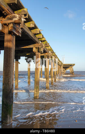 Common Gulls (Larus canus) nesting on Claremont Pier, Lowestoft Stock Photo