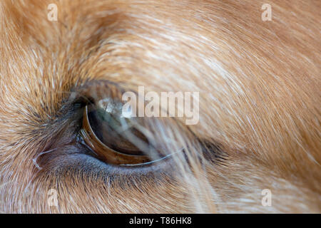 Close up of eye on an old Sprocker dog Stock Photo