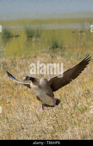 Canada goose (Branta canadensis) landing Stock Photo