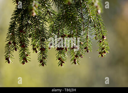 Spruce branches with a lot of small red flowers on green background Stock Photo