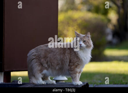 Big and strong norwegian forest cat male standing on doorstep in springlike evening Stock Photo