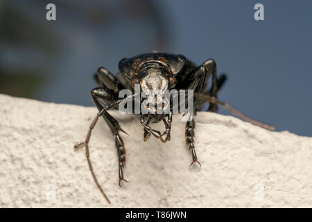 Smooth ground beetle (lat. Carabus glabratus) Stock Photo