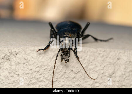 Smooth ground beetle (lat. Carabus glabratus) Stock Photo