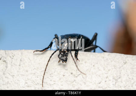 Smooth ground beetle (lat. Carabus glabratus) Stock Photo