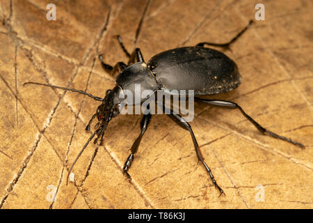 Smooth ground beetle (lat. Carabus glabratus) Stock Photo