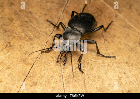 Smooth ground beetle (lat. Carabus glabratus) Stock Photo