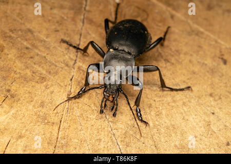 Smooth ground beetle (lat. Carabus glabratus) Stock Photo