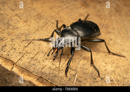 Smooth ground beetle (lat. Carabus glabratus) Stock Photo