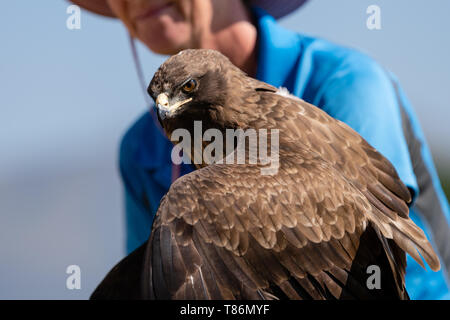 A Wahlberg's eagle perched on its handlers glove during a flying demonstration. Stock Photo