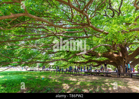 Kanchanaburi, Thailand - April 28, 2019 : A Giant Rain Tree (Chamchuri Tree), Kanchanaburi District, Thailand or Giant Monkey Pod Tree with many touri Stock Photo