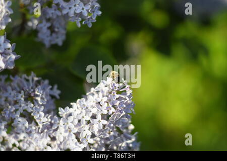 Flower fly on lilac flowers, lilac bloom. Stock Photo
