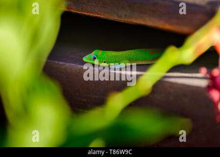 A beautiful green gecko animal at Reunion Island Stock Photo