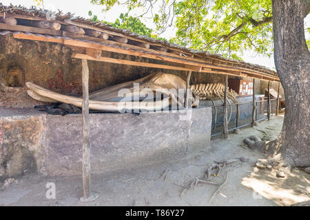 Skeleton of a humpback whale on display at the Fort Jesus museum, Mombasa, Kenya Stock Photo