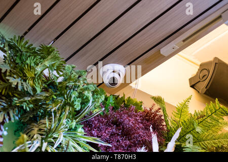 Dome security CCTV Hidden on corner room with plant decoration Stock Photo