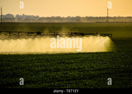 Jets of liquid fertilizer from the tractor sprayer. Tractor with the help of a sprayer sprays liquid fertilizers on young wheat in the field. The use  Stock Photo