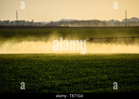 Jets of liquid fertilizer from the tractor sprayer. Tractor with the help of a sprayer sprays liquid fertilizers on young wheat in the field. The use  Stock Photo