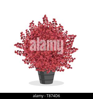 Crimson barberry bush trimmed into a ball shape. Beautiful accent plant. Decorative shrub growing in the flower pot. Garden illustration. Growing shru Stock Vector