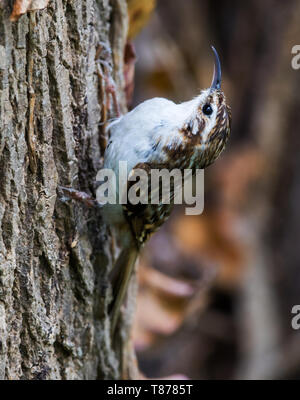 Tree creeper providing food to nest in the ivy Stock Photo