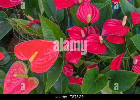 Tailflower (Anthurium andraeanum) in greenhouse Stock Photo