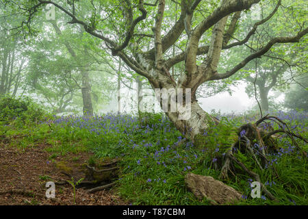 Fallen silver birch in a misty West Sussex woodland. Stock Photo