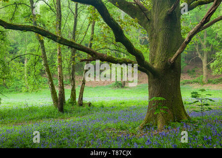 Old oak tree in a West Sussex woodland. Stock Photo