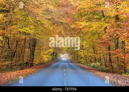 クロード・モネ、Road in the Forest of Fontainebl Road in the Forest of Fontainebleau Stock Photo - Alamy