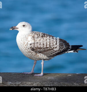 Great Black-backed Gull, (Larus marinus), adult, standing, Newlyn, Cornwall, England, UK. Stock Photo