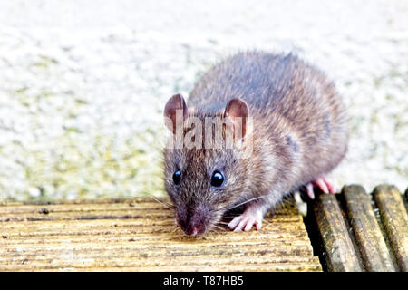 Young Brown Rat, (Rattus norvegicus), Penzance, Cornwall, England, UK. Stock Photo