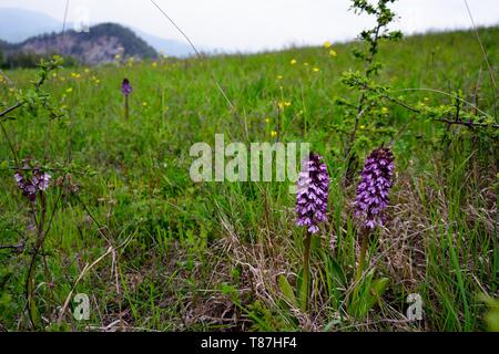 Mount Sole, Bolognese Apennines, Italy. Two wild orchids. Dactylorhiza maculata, known as the heath spotted-orchid or moorland spotted orchid, is an herbaceous perennial plant belonging to the family Orchidaceae. It is widespread in mountainous regions across much of Europe from Portugal and Iceland east to Russia. It is also found in Algeria, Morocco, and western Siberia. Stock Photo