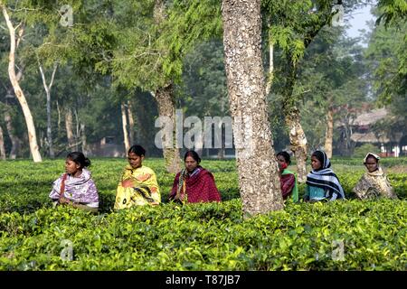 India, Assam, Harroocharai tea estate Stock Photo