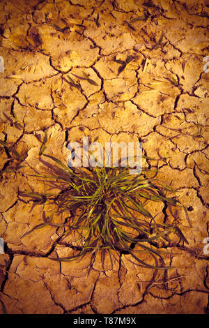 Infertile land burned by the sun: famine and poverty concept Stock Photo