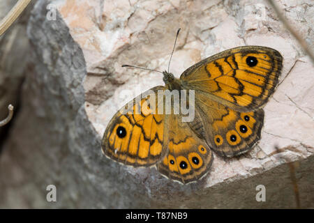 Mauerfuchs, Weibchen, Lasiommata megera, Wall Brown, Wall Brown Butterfly, wall, female, La Mégère, le Satyre Stock Photo