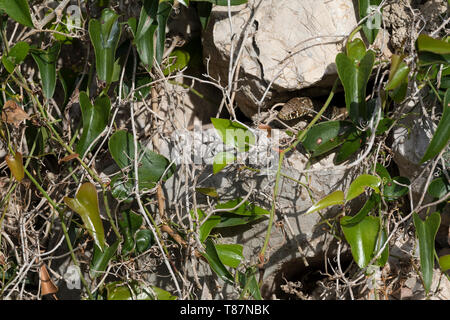 Balkan-Zornnatter, Balkanzornnatter, Zornnatter, Hierophis gemonensis, Coluber gemonensis, Balkan whip snake, couleuvre des Balkans Stock Photo