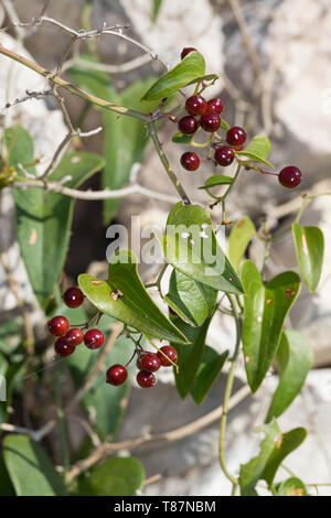 Raue Stechwinde, Stechwinde, Rauhe Stechwinde, Früchte, Smilax aspera, rough bindweed, sarsaparille Stock Photo