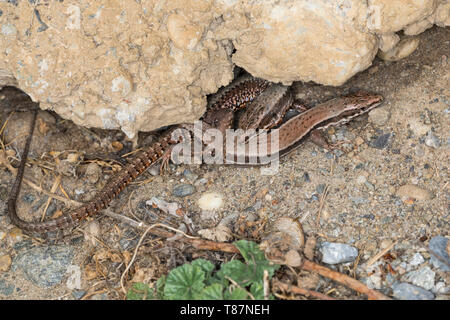Mauereidechse, Paarung, Kpulation, Paarungsverhalten, Mauer-Eidechse, Podarcis muralis, Lacerta muralis, common wall lizard, wall lizard, European wal
