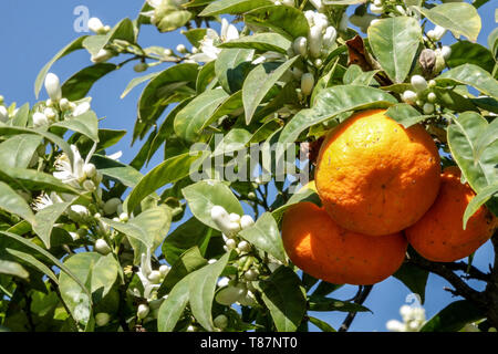 Valencia orange tree blossoms on tree twigs, Valencia Region Spain Stock Photo