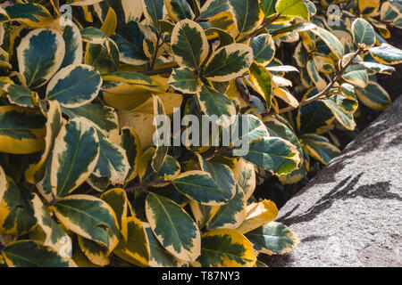 Elaeagnus Ebbingei Gilt Leaves Stock Photo