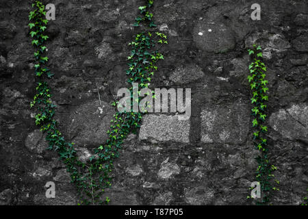 Vine plants on an old wall Stock Photo