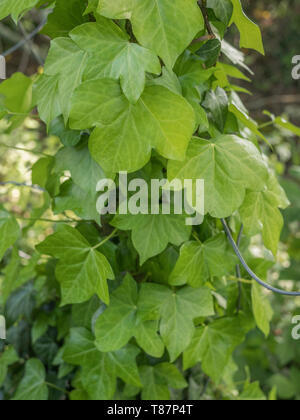 Climbing ivy / Common Ivy - Hedera helix - growing up the side of a concrete fence pole. Creeping ivy concept. Ivy plant on fence. Stock Photo