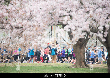 WASHINGTON, DC - Runners in the Cherry Blossom 10 Mile Race run past Washington DC's famous cherry blossoms in full bloom. Each spring, the blooming of thousands of Japanese cherry blossoms around Washington DC's Tidal Basin and National Mall bring throngs of tourists to the city. Stock Photo