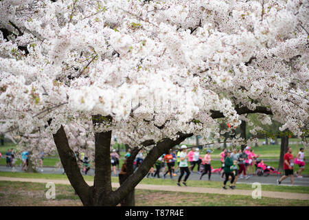 WASHINGTON, DC - Runners in the Cherry Blossom 10 Mile Race run past Washington DC's famous cherry blossoms in full bloom. Each spring, the blooming of thousands of Japanese cherry blossoms around Washington DC's Tidal Basin and National Mall bring throngs of tourists to the city. Stock Photo