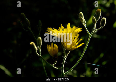 Hieracium lachenalii; yellow hawkweed in German field verge Stock Photo
