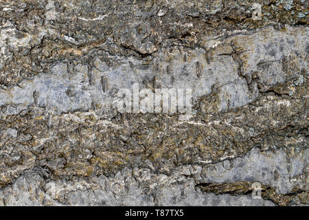 wallpaper gray bark texture of the tree filling the entire frame Stock Photo