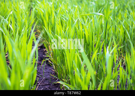 Young seedlings of wheat and barley growing in the field. Close-up. Stock Photo