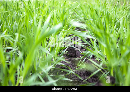 Young wheat seedlings growing in the field. Close-up.